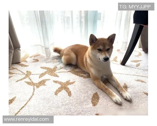 张继科携爱犬参加真人秀展现运动员生活新风貌与温情瞬间